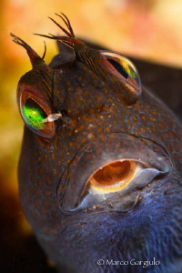 African Blenny by Marco Gargiulo 